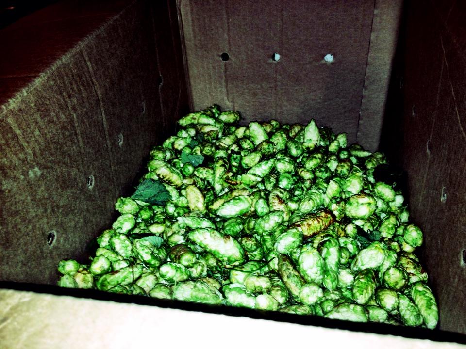 Wet Hops Honolulu Beerworks