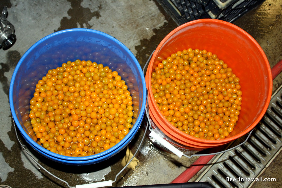 40 pounds of Poha berries at Honolulu Beerworks