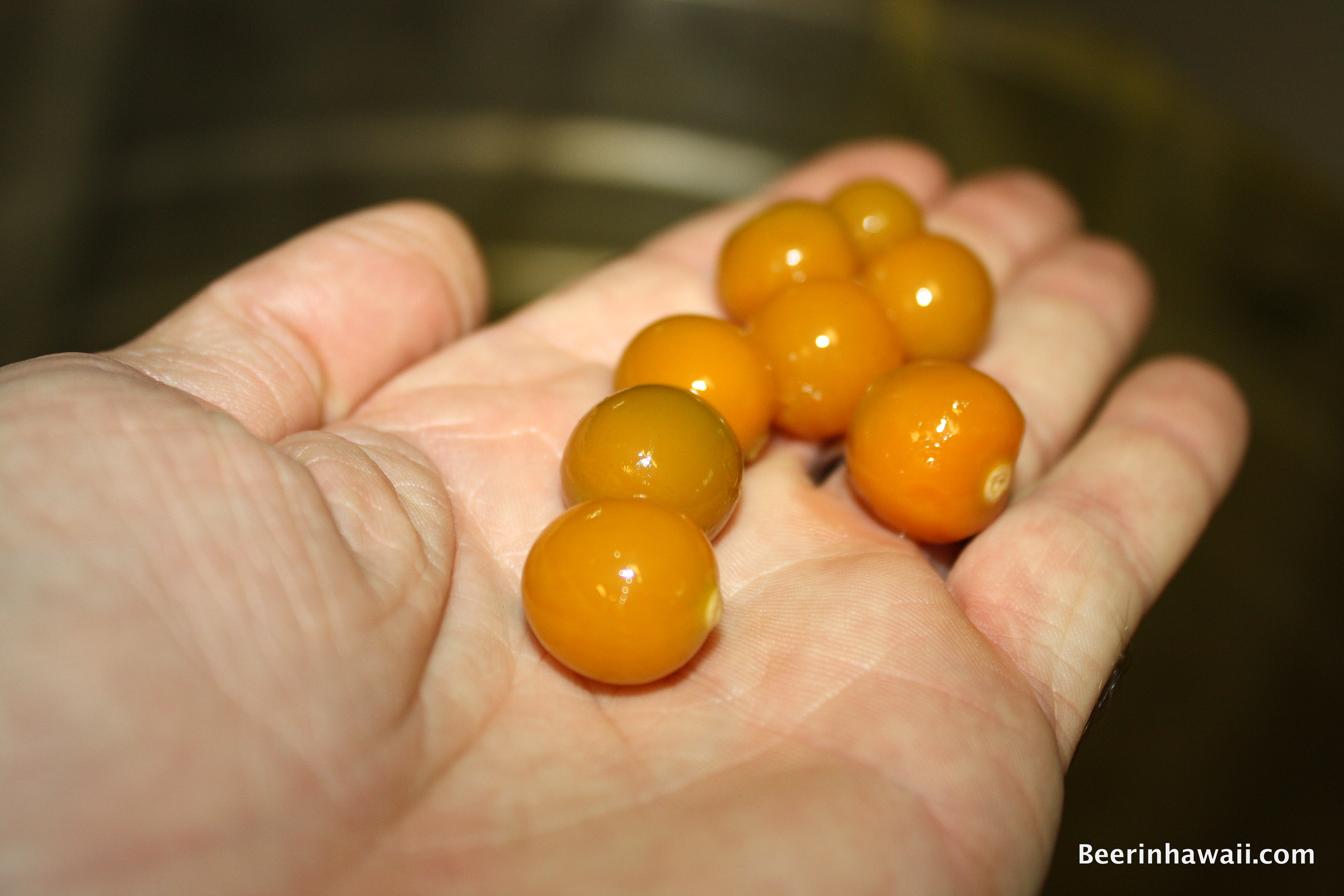 Poha Berries Honolulu Beerworks