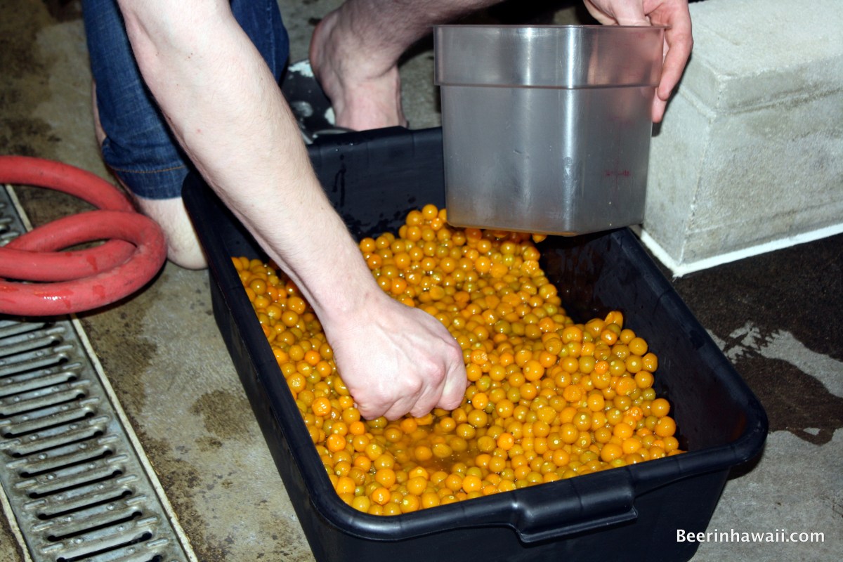 Crushed poha berries at Honolulu Beerworks