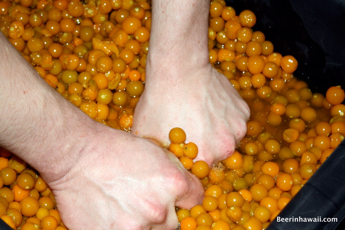 poha berries honolulu beerworks