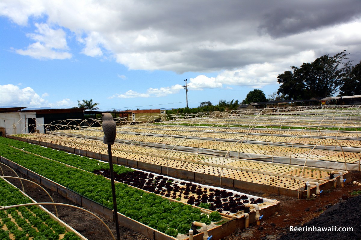Kunia Farms aquaponics