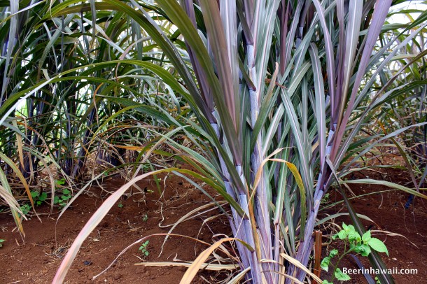 Ko Hana Rum Sugar Cane Pakaweli