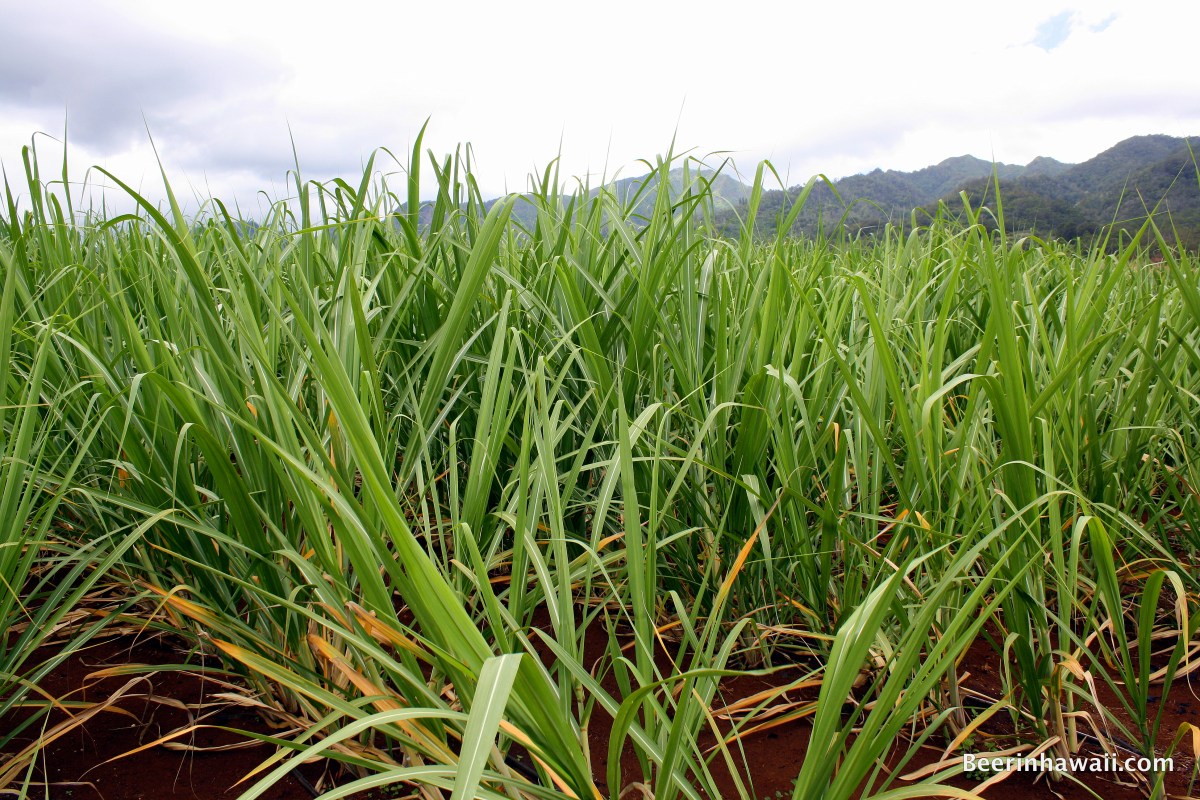 Ko Hana Rum Sugar Cane Rows
