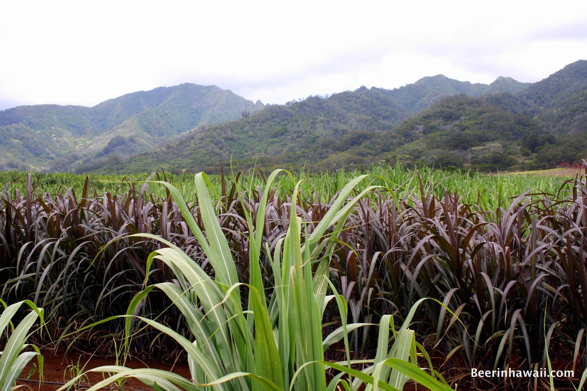 Ko Hana Rum Sugar Cane Rows