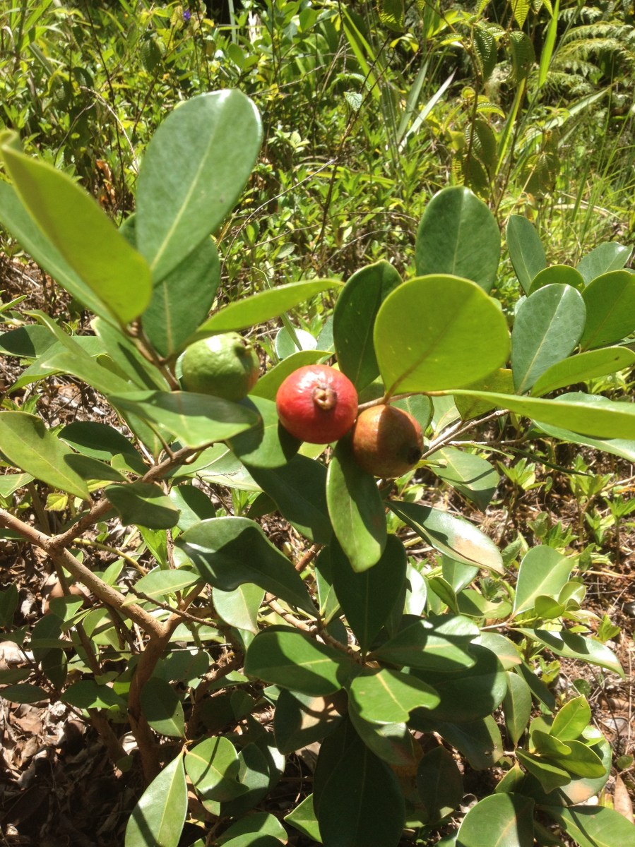 Lanikai Brewing Strawberry Guava plant Berliner Weisse