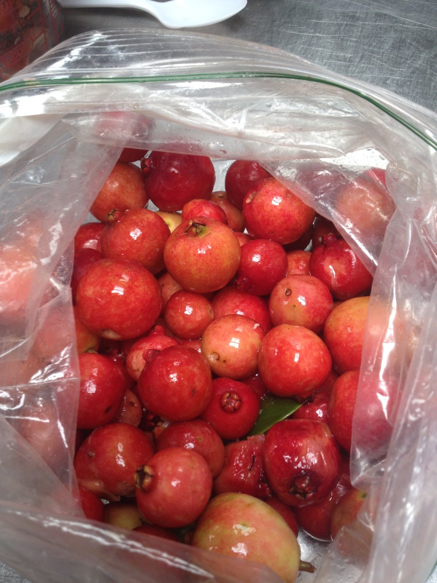 Lanikai Brewing Strawberry Guava harvest