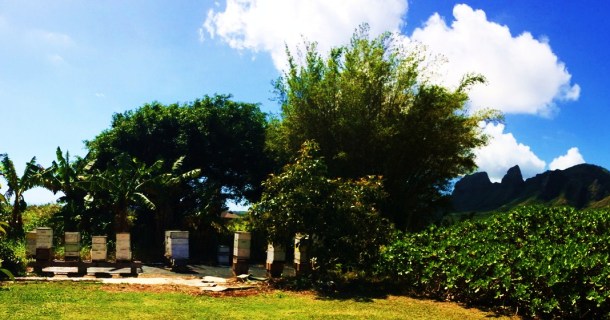 Nani Moon Meadery Bee Hives