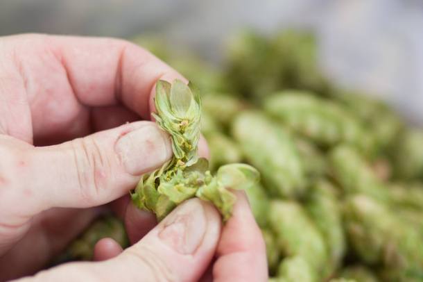 Lanikai Brewing Fresh hops